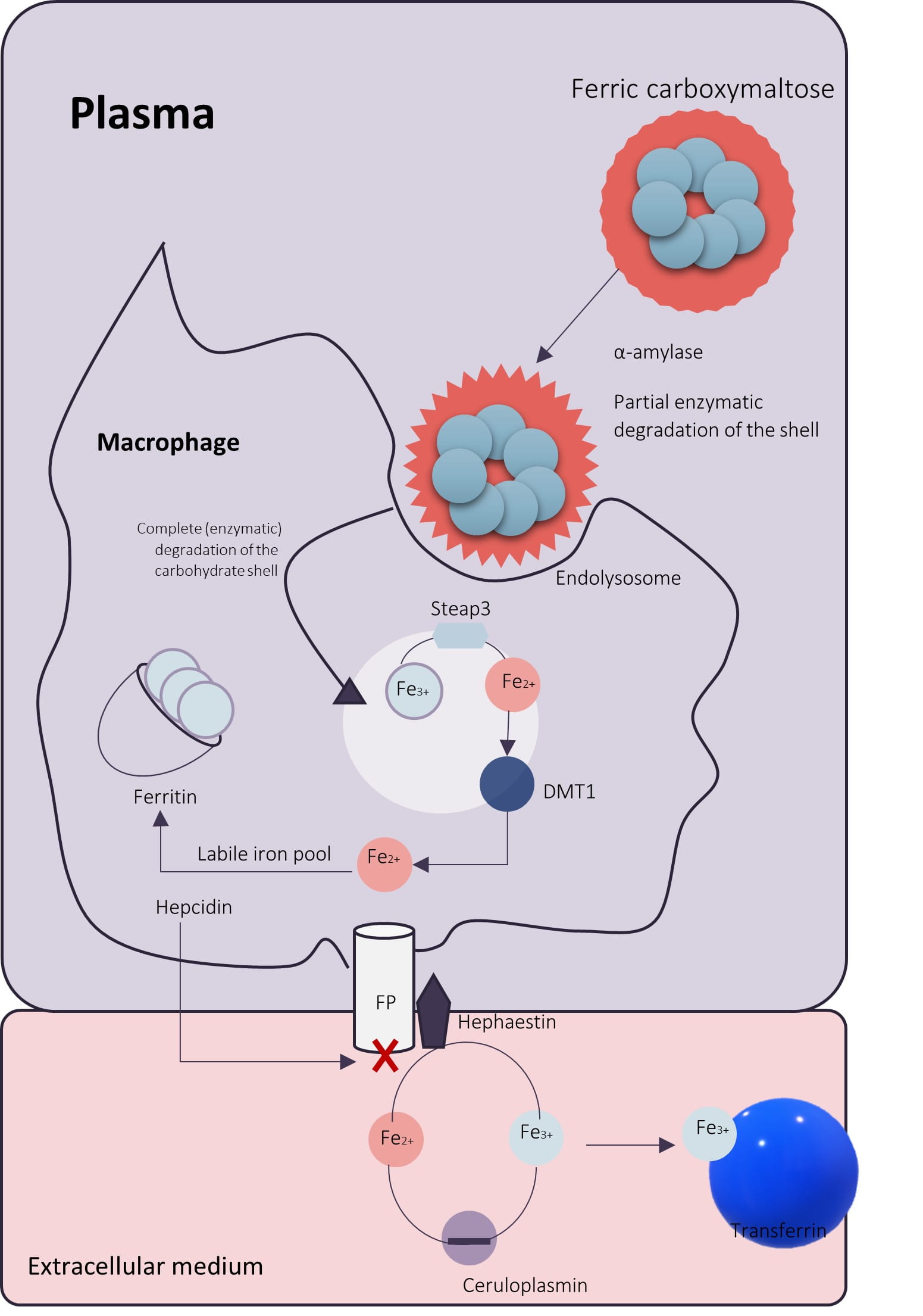 Mechanism of action of FCM