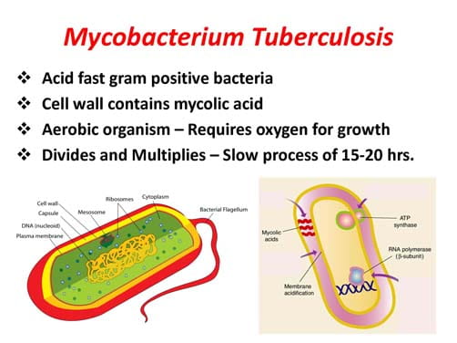 Basics of Tuberculosis